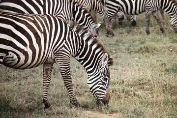 Zebras eating in a group in the African savannah