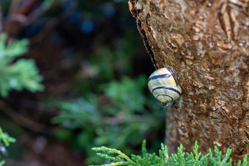 Obraz premium snail on a tree