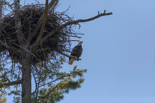 The Bald Eagle, female sitting near the nest