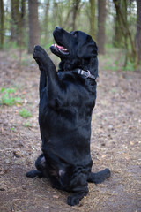 black labrador retriever dog dance 