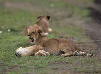 Obraz na płótnie Canvas One of the Lion cubs trying wake the other at Masai Mara, Kenya