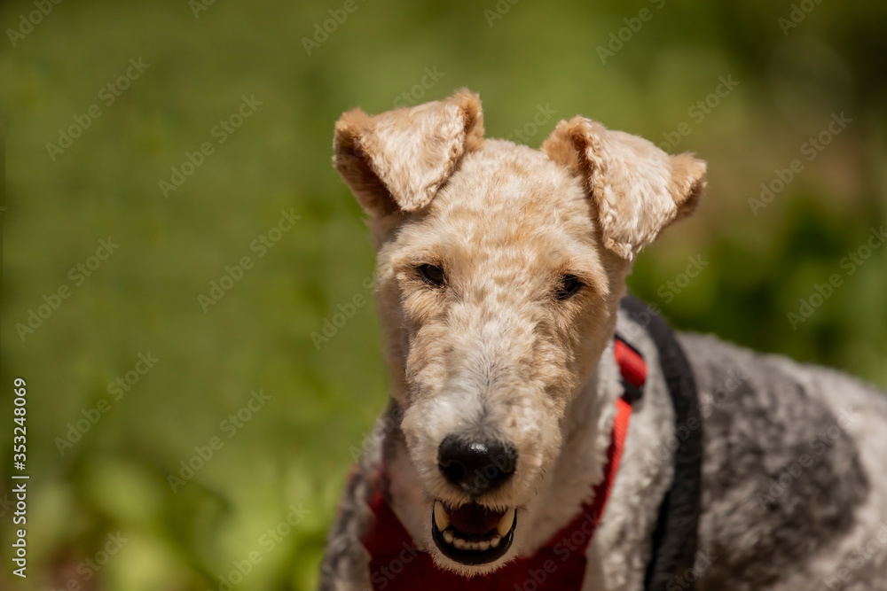 Poster Wire Fox Terrier on the park. The Wire Fox Terrier is a breed of dog, one of many terrier breeds.