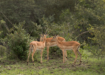 Naklejka na ściany i meble Impalas in the bushes of Masai Mara, Kenya