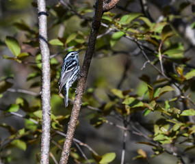 Black and white Warbler on a Tree  Branch in Spring