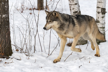 Grey Wolf (Canis lupus) Trots Left From Trees Winter