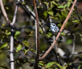 Black and white Warbler on a Tree  Branch in Spring