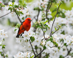 Male Scarlet Tanager Perched in  Blooming Apple Tree in Spring  