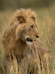Closeup of a subadult Lion  at Masai Mara, Kenya