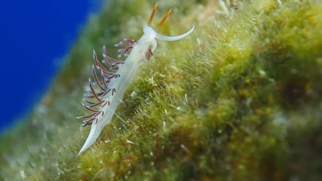 nudibranch  underwater eating nudi branch underwater close up 