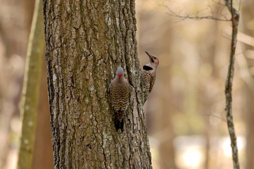 The northern flicker in the spring during breeding time