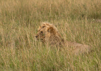 A Subadult Lion  inside the grasses at Masai Mara, Kenya