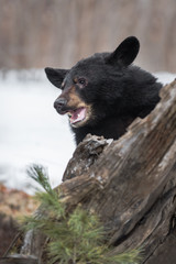 Black Bear (Ursus americanus) Behind Tree Mouth Open Winter