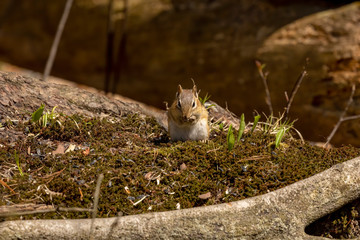 The eastern chipmunk is rodent  species living in eastern North America