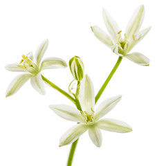 Fototapeta na wymiar White flower of ornithogalum, isolated on white background