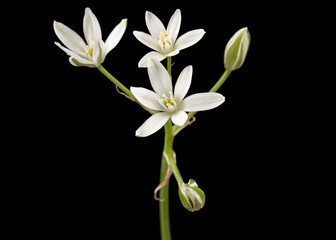 Fototapeta premium White flower of ornithogalum, isolated on black background