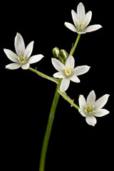 Obraz premium White flower of ornithogalum, isolated on black background