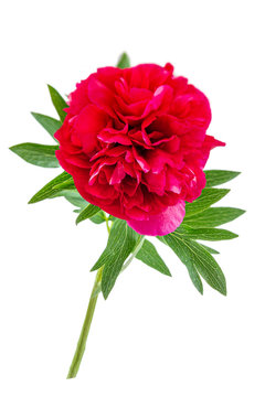 Red peony paeoni, latin name Paeoniaceae isolated on a white background