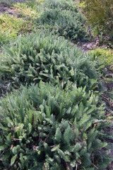 krwawnik - kępy wiosną © Anna