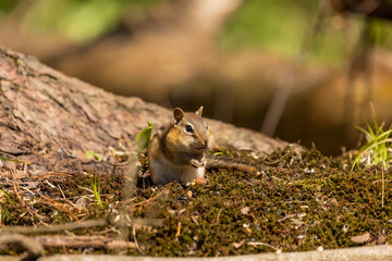 The eastern chipmunk is rodent  species living in eastern North America