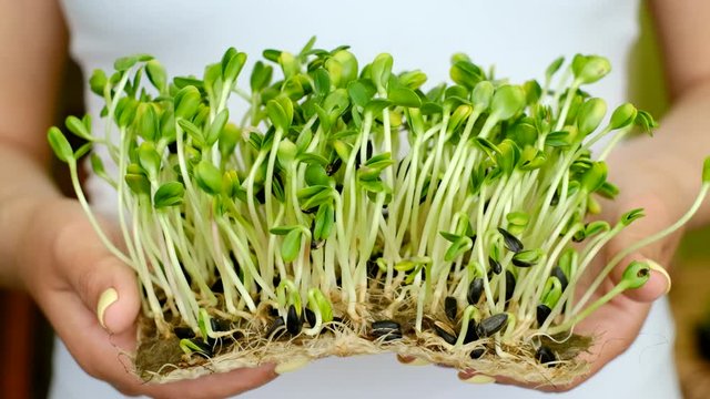 Woman holding organic sunflower microgreen sprouts, healthy lifestyle, help mother nature concept