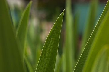 Green grass has a natural texture. Green background