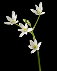 White flower of ornithogalum, isolated on black background
