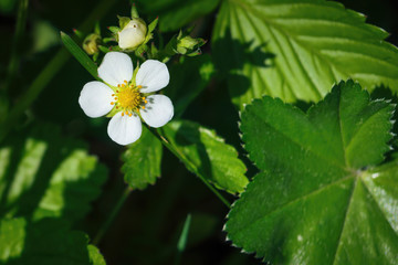 White flower of wild strawberries on a background of green foliage close-up.