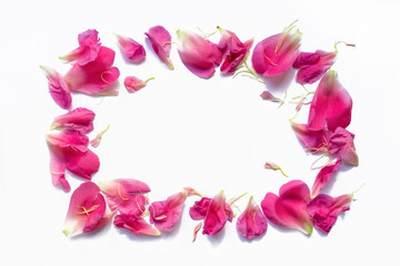 Peony petals laid out in a beautiful frame. Copy space.