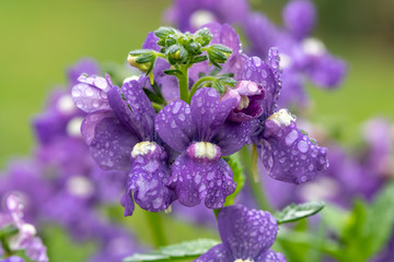 Close up of purple nemesia flowers in bloom