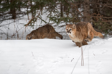 Female Cougar (Puma concolor) Races Out of Woods While Second Lurks in Background Winter