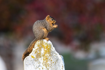 Squirrel on a Gravestone