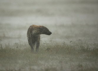 Hyena in Heavy rain at Masai Mara, Kenya