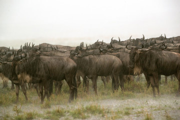 A herd of Wildebeests stand still in heavy rain, Masai Mara
