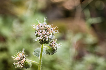 Close up of Mountain Phacelia (Phacelia imbricata) wildflowers, San Francisco bay area, California