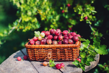 Harvest. Ripe red gooseberry  in a wicker basket in the garden on a Sunny summer day. Natural...