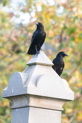 Crows in the Graveyard