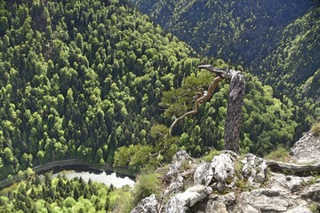 Sokolica, sosna reliktowa, Pieninski Park Narodowy