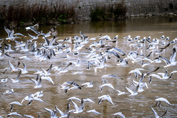 mParvada de Gaviotas despegando sobre el Rio Manzanares en Madrid