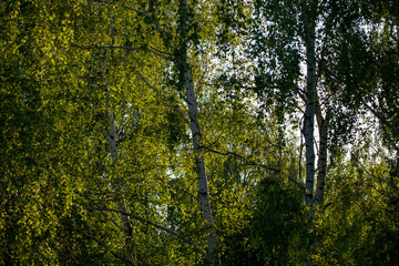 green leaves background