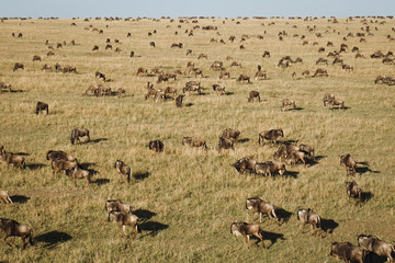 Aerial view of wildebeest migration in the African savannah, Masai Mara