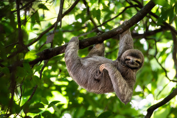 Funny sloth hanging on tree branch, cute face look, perfect portrait of wild animal in the...