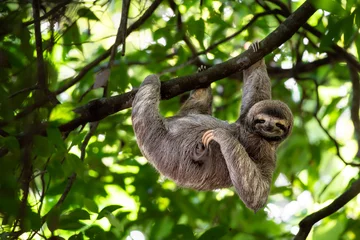 Muurstickers Grappige luiaard hangend aan boomtak, schattige gezichtsuitdrukking, perfect portret van wilde dieren in het regenwoud van Costa Rica krabben aan de buik, Bradypus variegatus, bruinkeel drietenige luiaard, ontspannen © Lukas