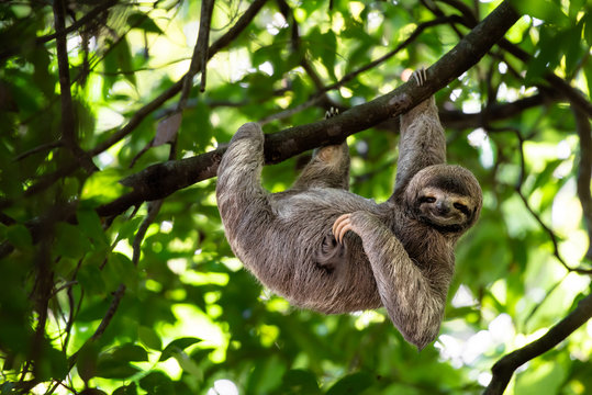 Sloth Images – Browse 98,871 Stock Photos, Vectors, and Video | Adobe Stock