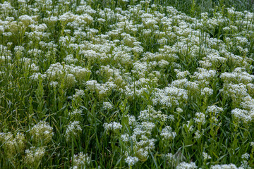 Fototapeta premium Small wild white flowers closeup. Background of blossoms