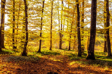 Fototapeta premium Sunrise in autumn forest