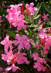 Naklejka premium Flower for postcard beauty decoration