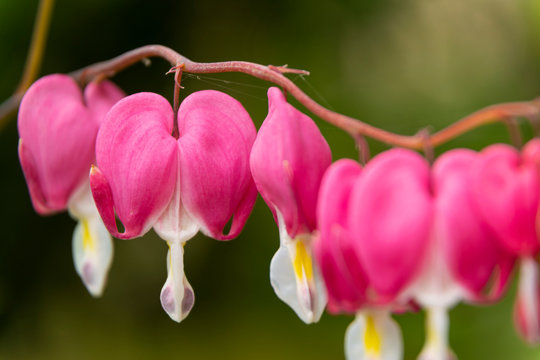 Macro photo of bleeding heart flower
