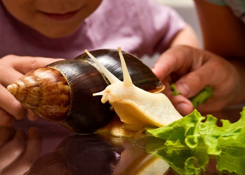 The concept of the relationship of the child and the exotic pet. Mom and son are looking at a domestic snail.