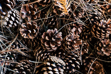 Pommes de pin et branches de sapin - Arrière plan naturel brun