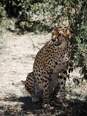 Cheetah shows his teeth in Masai Mara, Africa